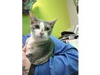 Adopt Gremlin a Gray or Blue Domestic Shorthair / Domestic Shorthair / Mixed cat