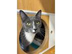 Adopt Shelly a Gray or Blue Domestic Shorthair (short coat) cat in Waterbury