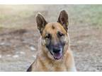 Adopt Raichu / Roy a Tan/Yellow/Fawn - with Black German Shepherd Dog / Mixed
