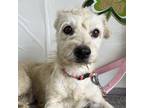 Adopt Gertie a White Poodle (Standard) / Terrier (Unknown Type