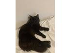 Adopt Shadow a All Black Domestic Longhair (long coat) cat in Lexington
