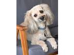 Adopt Duffy a Tan/Yellow/Fawn - with White Poodle (Standard) / Shih Tzu / Mixed