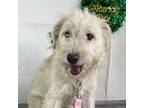 Adopt Jaime a White Poodle (Standard) / Schnauzer (Standard) / Mixed dog in