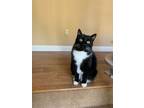 Adopt Monkee a Black & White or Tuxedo Domestic Mediumhair / Mixed cat in canyon