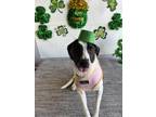 Adopt Frost a Black - with White Collie / Labrador Retriever / Mixed dog in