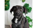 Adopt Elijah a Black - with White Labrador Retriever / Mixed Breed (Medium) /