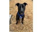 Adopt Cy a Black Labrador Retriever dog in Jacksonville, NC (40704611)
