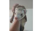 Adopt Harry and Hedwig a Ferret small animal in Bloomington, IN (40797285)