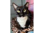 Adopt Penny a Black & White or Tuxedo Domestic Shorthair (short coat) cat in