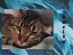 Adopt Sprite a Domestic Longhair / Mixed (short coat) cat in Crystal Lake