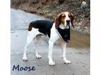 Adopt Moose a White Treeing Walker Coonhound / Mixed dog in Newport