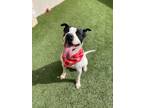 Adopt NIXON a Mixed Breed (Medium) / Mixed dog in Richland Hills, TX (39425736)