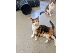 Adopt Chrissy a Calico or Dilute Calico Domestic Shorthair (short coat) cat in