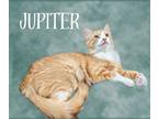Adopt Jupiter a White (Mostly) Domestic Mediumhair cat in Cleburne