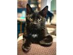 Adopt (dc) MoJo a Domestic Shorthair / Mixed (long coat) cat in Fargo