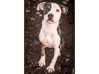 Adopt Kelce a Gray/Blue/Silver/Salt & Pepper American Pit Bull Terrier / Mixed