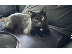 Adopt Cosmo a All Black Domestic Shorthair (short coat) cat in Mount Clemens