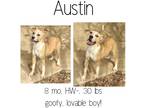 Adopt A Litter a Mixed Breed (Medium) / Mixed dog in Albany, GA (40745220)