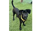 Adopt Haven a Black - with White Dachshund / Corgi / Mixed dog in Santa Barbara