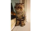 Adopt Twix a Persian cat in Annapolis, MD (40836227)