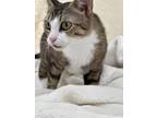 Adopt IRIS a Spotted Tabby/Leopard Spotted Domestic Shorthair / Mixed cat in