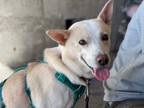 Adopt Buddy a White Jindo / Mixed dog in Burnaby, BC (40835830)