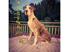 Adopt Dimples a Merle Great Dane / Mixed dog in Tehachapi, CA (40744925)