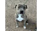 Adopt Willis a Gray/Blue/Silver/Salt & Pepper American Pit Bull Terrier / Mixed