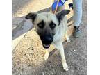 Adopt Tommy* a Tan/Yellow/Fawn German Shepherd Dog / Mixed dog in El Paso