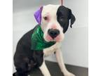 Adopt Pirate* a White Pit Bull Terrier / Mixed dog in El Paso, TX (40688542)