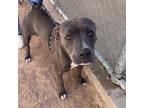 Adopt Orca* a Gray/Blue/Silver/Salt & Pepper Pit Bull Terrier / Mixed dog in El