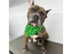 Adopt Hobbs* a Brindle Pit Bull Terrier / Mixed dog in El Paso, TX (40688441)