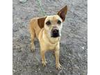 Adopt BigGuy* a Tan/Yellow/Fawn Shepherd (Unknown Type) / Mixed dog in El Paso