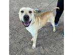 Adopt Cole* a Tan/Yellow/Fawn Labrador Retriever / Great Dane / Mixed dog in El