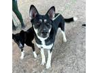 Adopt Harry* a Black German Shepherd Dog / Husky / Mixed dog in El Paso