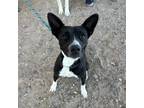 Adopt Ginny* a Black Border Terrier / Mixed dog in El Paso, TX (40709373)