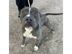 Adopt Homer* a Gray/Blue/Silver/Salt & Pepper American Pit Bull Terrier / Mixed