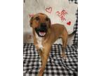 Adopt Hoover a Brown/Chocolate - with White Boxer / Deerhound / Mixed dog in