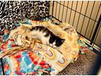 Adopt Streak a Black & White or Tuxedo Domestic Shorthair (short coat) cat in
