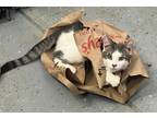 Adopt Simon a Gray or Blue (Mostly) Domestic Shorthair (short coat) cat in