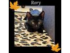 Adopt Rory a All Black Domestic Shorthair (short coat) cat in Gilroy