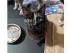 Adopt Nami a Domestic Shorthair cat in Cleburne, TX (40835081)