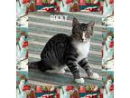 Adopt Rocky a Tiger Striped Domestic Shorthair (short coat) cat in Gilroy