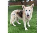 Adopt Monte a Tan/Yellow/Fawn German Shepherd Dog / Mixed dog in Temecula