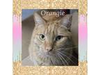 Adopt Orangie a Orange or Red (Mostly) Domestic Shorthair (short coat) cat in