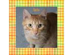 Adopt Nacho a Orange or Red (Mostly) Domestic Shorthair (short coat) cat in