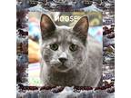 Adopt Moose a Gray or Blue Domestic Shorthair (short coat) cat in Gilroy