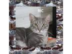 Adopt Ric a Gray, Blue or Silver Tabby Domestic Shorthair (short coat) cat in
