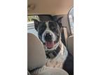 Adopt Parker a Black - with White Border Collie / Pit Bull Terrier / Mixed dog