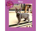 Adopt Misty a Gray or Blue Russian Blue (medium coat) cat in Gilroy